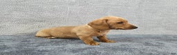 Miniature Dachshund dogs for sale: Baxter  - Ad 7