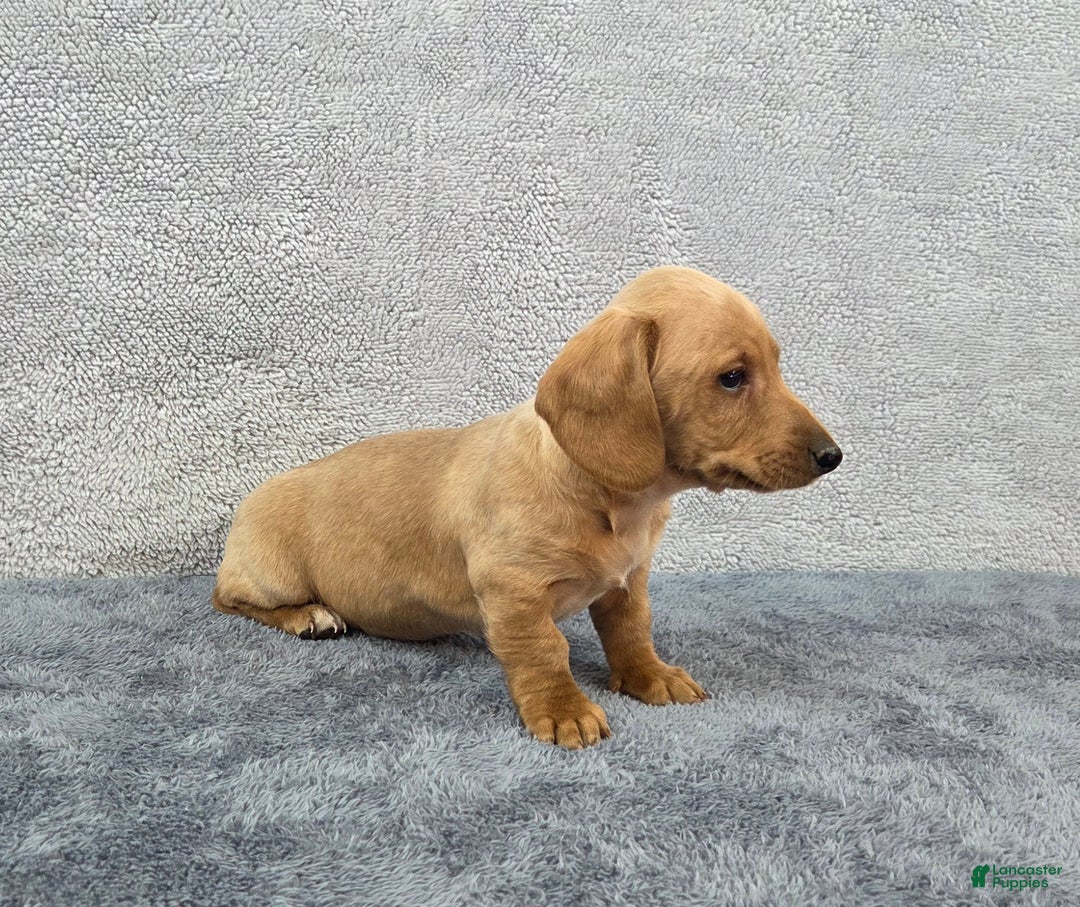 Miniature Dachshund dogs for sale: Baxter  - Ad 7
