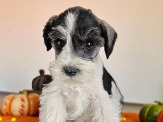 Miniature Schnauzer dogs - Ad 42