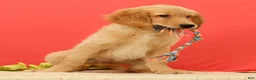 Golden Retriever dogs for sale: Pumpkin - Ad 4