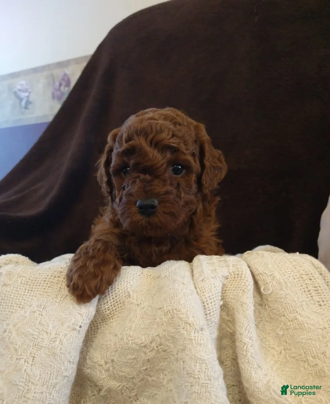Toy Poodle dogs for sale: mustang - Ad 4