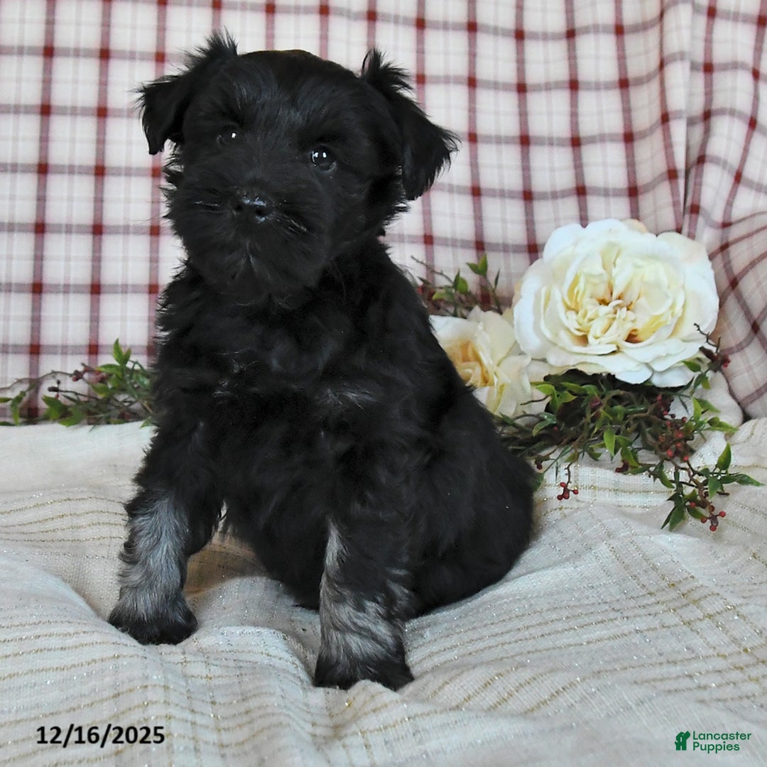 Miniature Schnauzer dogs for sale: Blake - Ad 2