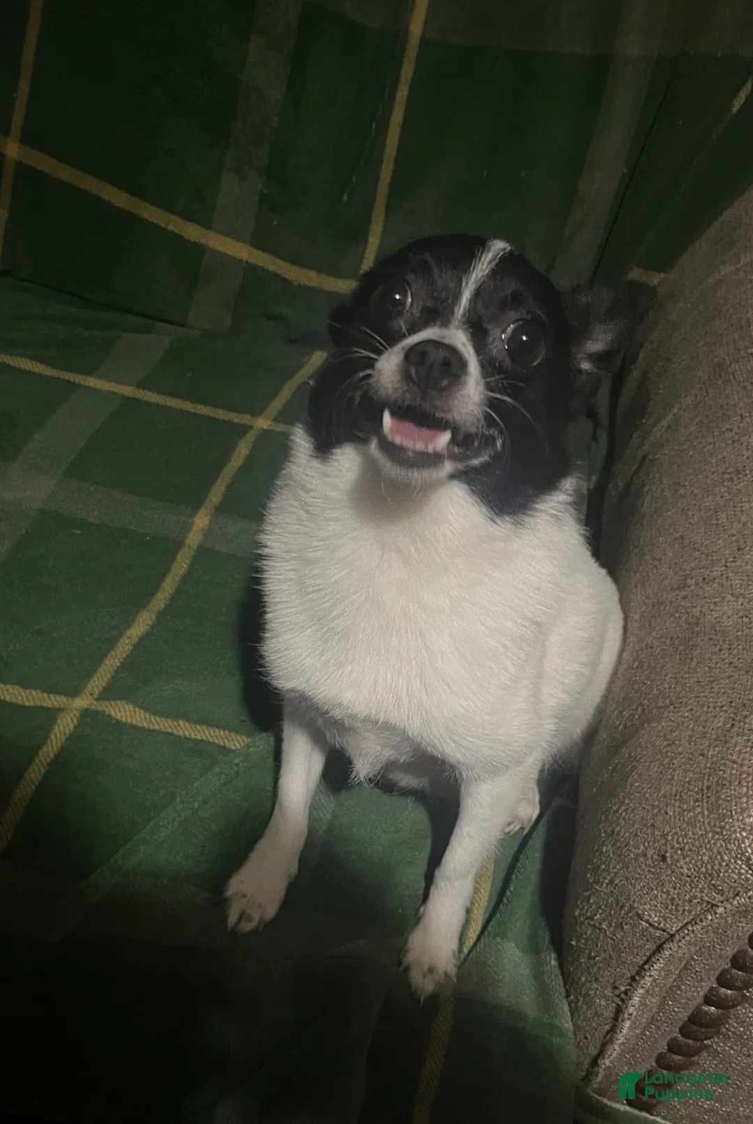 Mixed Breed dogs for sale: Mixed Breed Puppy 3 - Ad 7