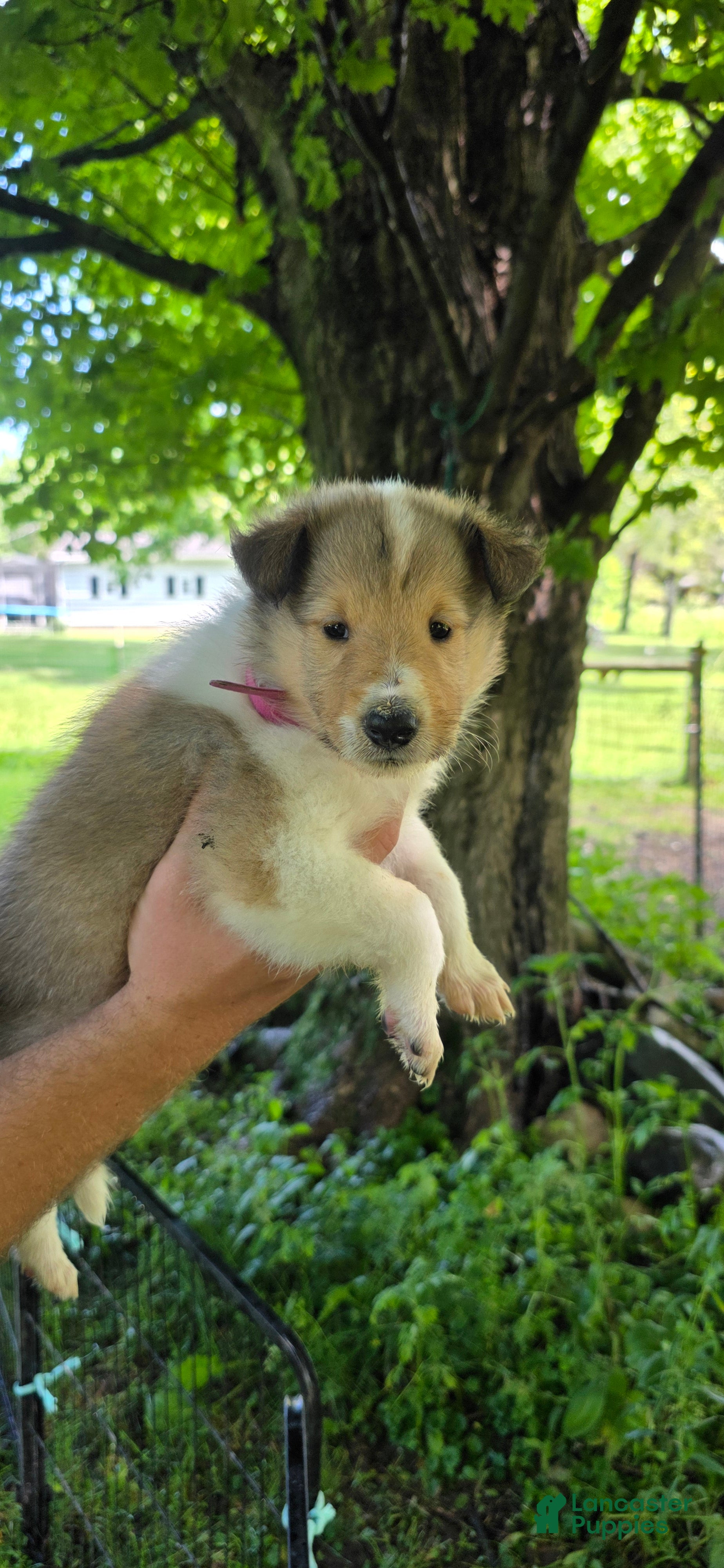 Collie dogs Collie Puppy 7 - Ad 1