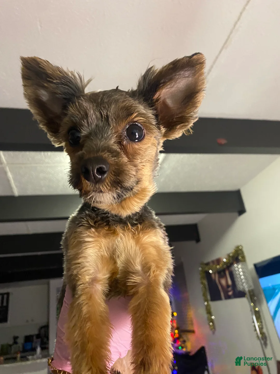 Yorkshire Terrier dogs for sale: Yorkshire Terrier Puppy 1 - Ad 1