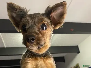 Yorkshire Terrier dogs Yorkshire Terrier Puppy 1 - Ad 31