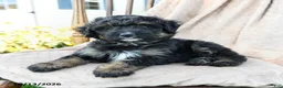 Mini Bernedoodle dogs for sale: Ranger - Ad 3