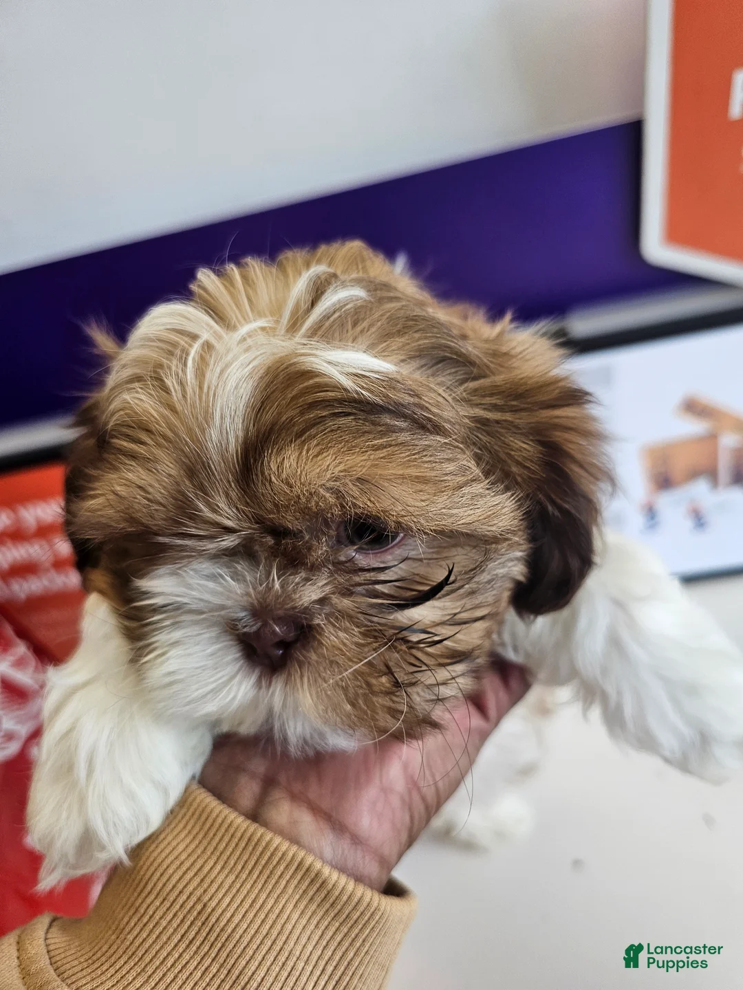 Shih Tzu dogs for sale: Chanel  - Ad 2