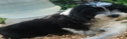 Mixed Breed dogs for sale: Black and White Male - Ad 4