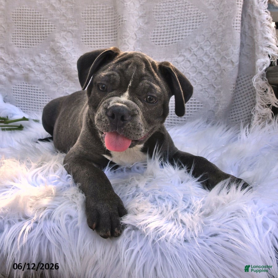 Frenchton dogs Rufus - Ad 2