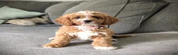 Cavapoo dogs for sale: Sunshine - Ad 5