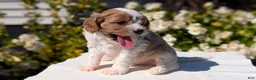 Cavapoo dogs for sale: Olive - Ad 5