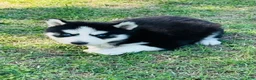 Siberian Husky dogs for sale: Maci - Ad 6