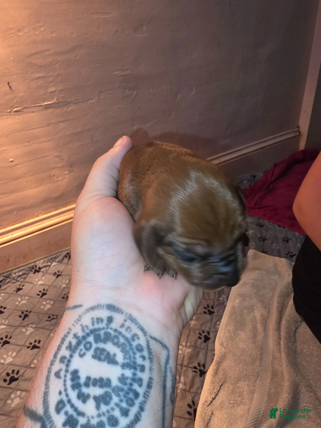 Redbone Coonhound dogs for sale: Redbone Coonhound 4 - Ad 1