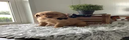 Golden Retriever dogs for sale: Golden Retriever 1 Frank  - Ad 2