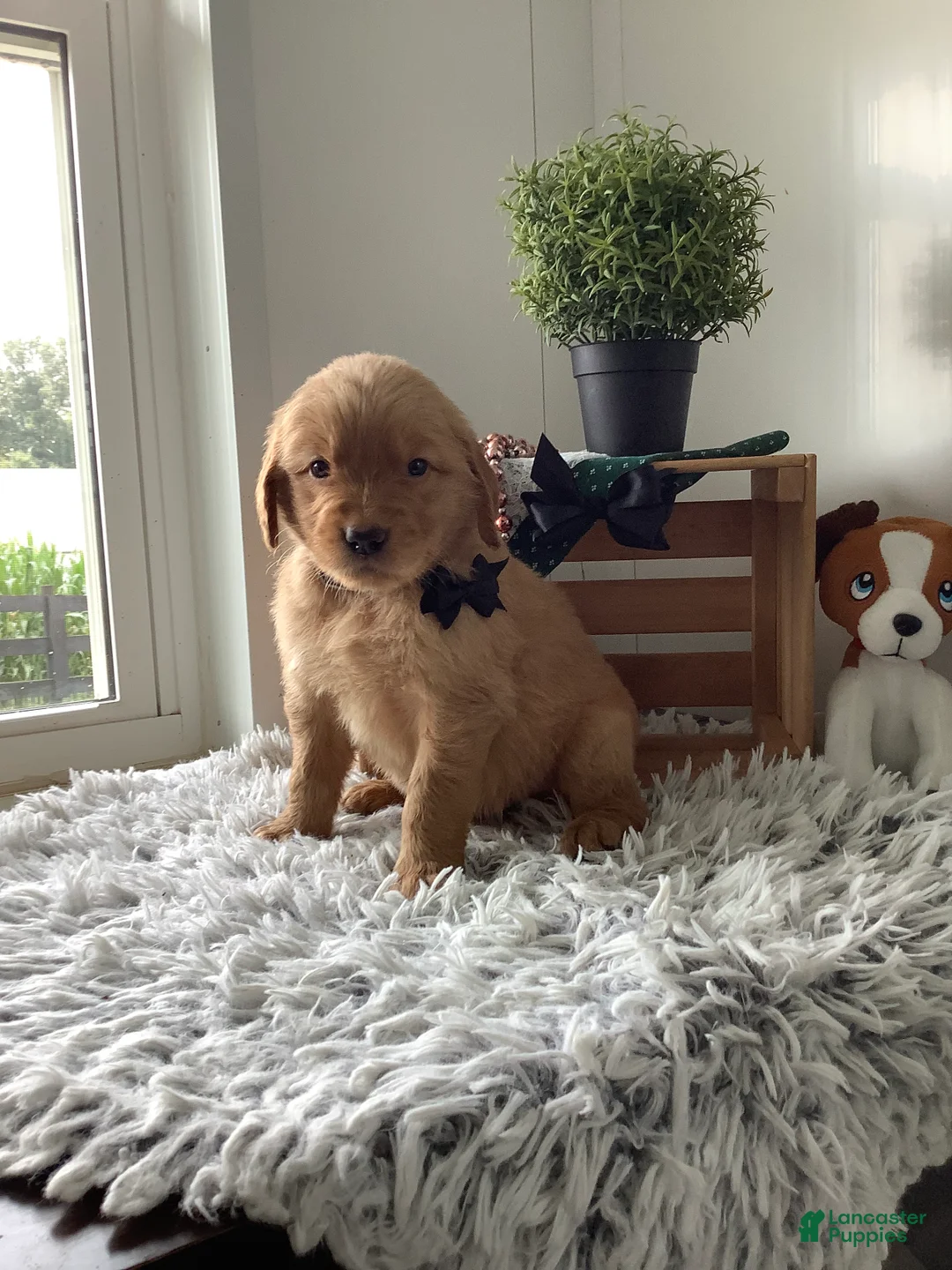 Golden Retriever dogs for sale: Golden Retriever 1 Frank  - Ad 2