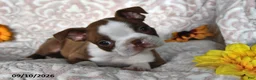 Boston Terrier dogs for sale: Curious George - Ad 2