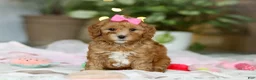 Cavapoo dogs for sale: Missy - Ad 6
