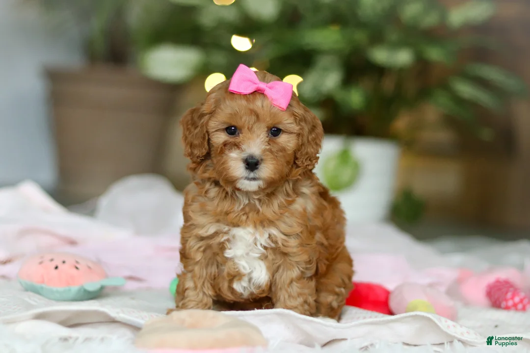 Cavapoo dogs for sale: Missy - Ad 6