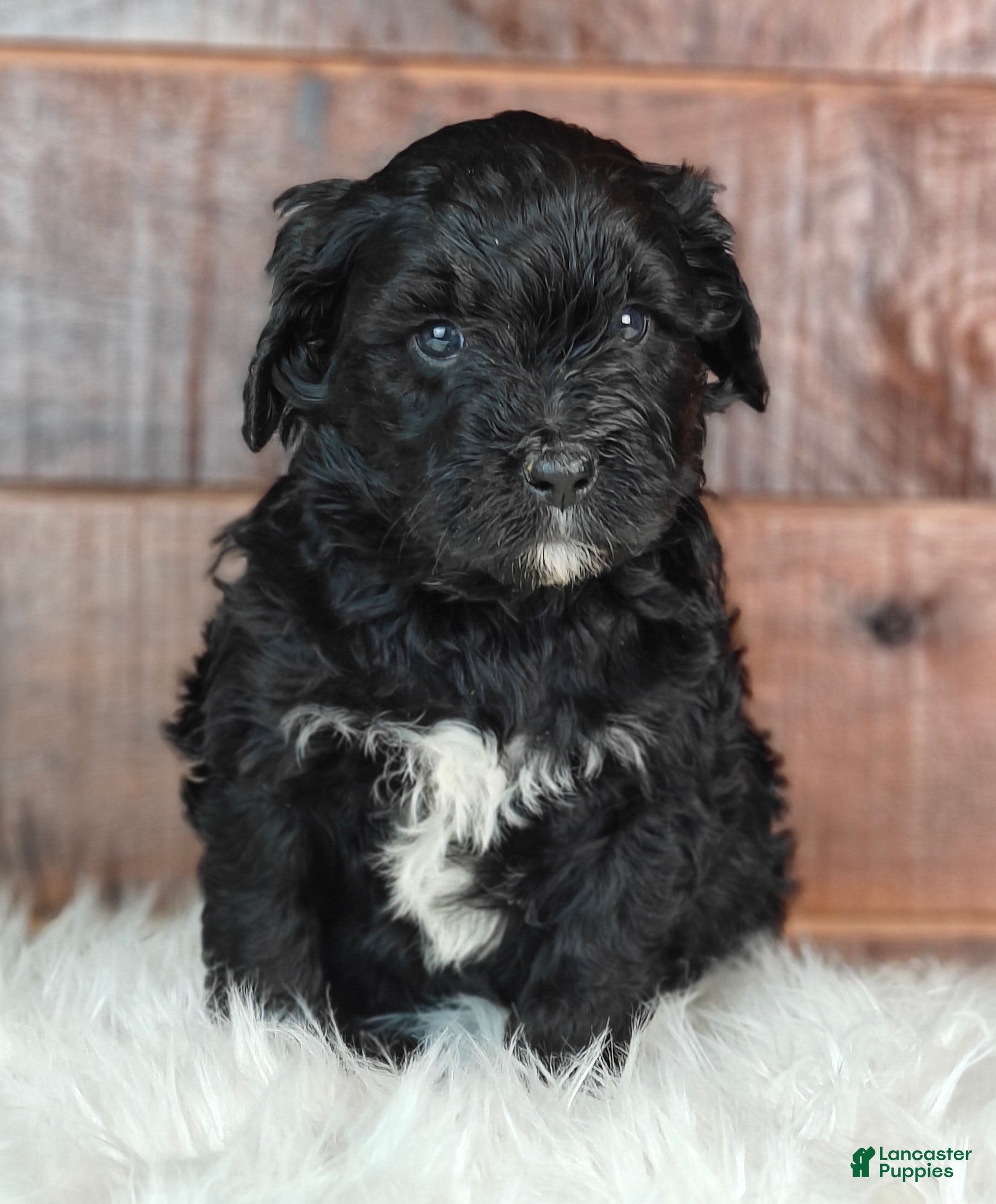 Bernedoodle dogs Fudge  - Ad 1
