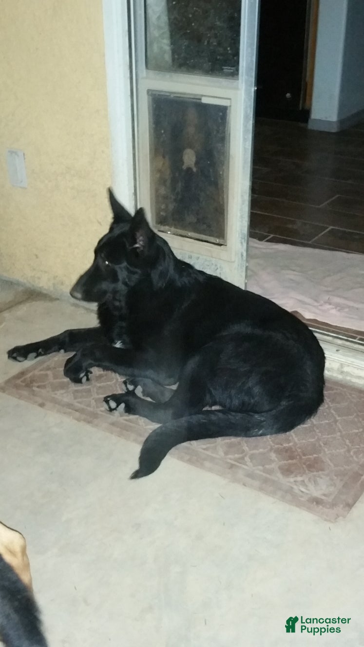 German Shepherd dogs for sale: Ragnar  - Ad 2