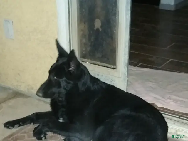 German Shepherd dogs for sale: Ragnar - Ad 2
