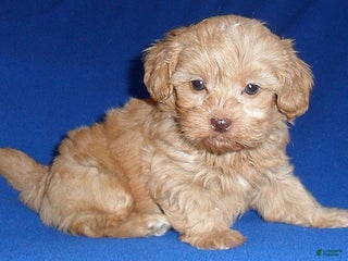 Shihpoo dogs - Ad 5