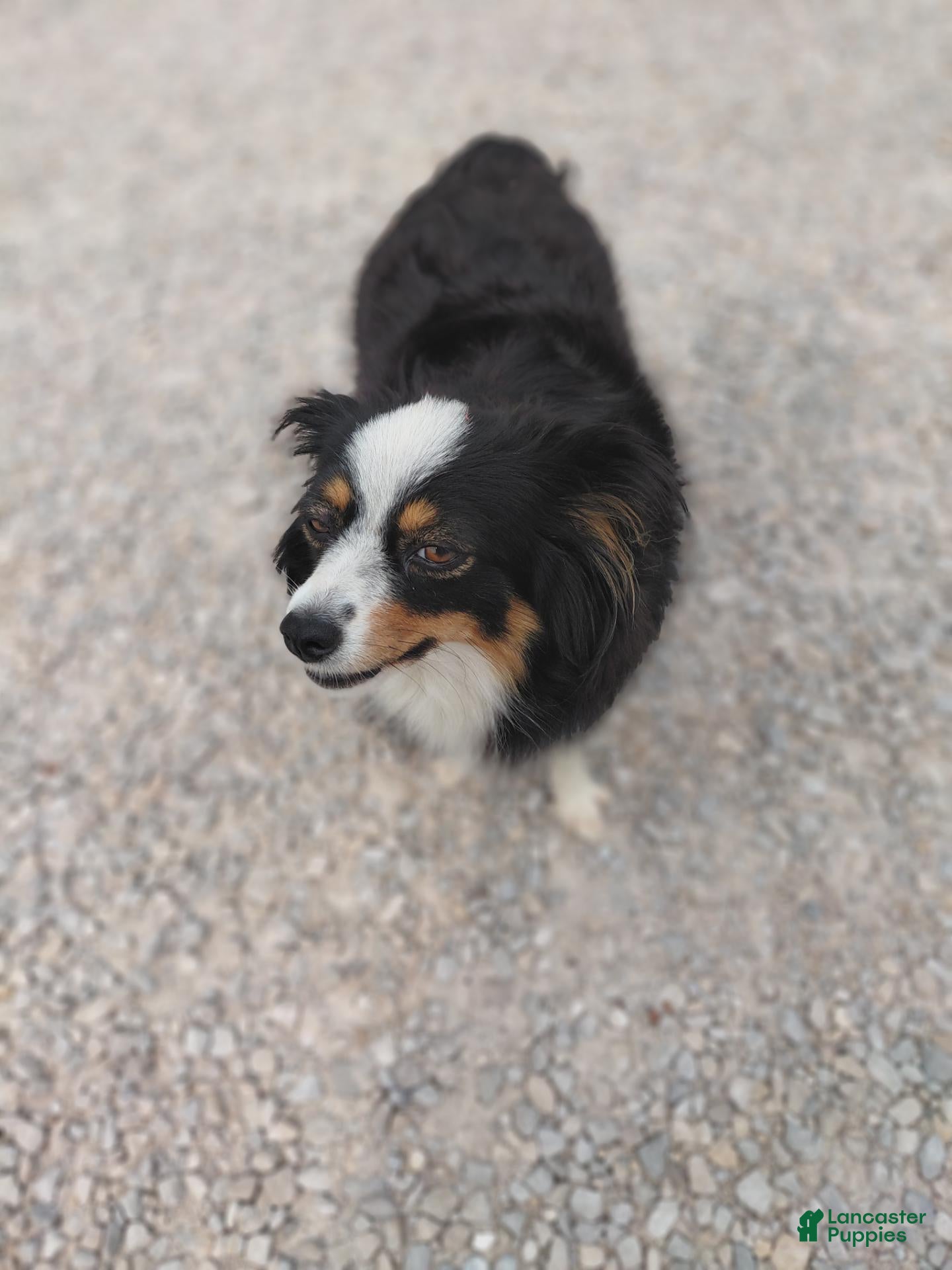 Mixed Breed dogs Sprinkles  - Ad 2