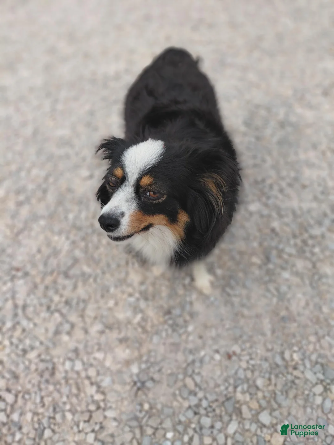 Mixed Breed dogs for sale: Charlie - Ad 3