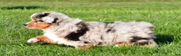 Miniature Australian Shepherd dogs for sale: Anika - Ad 11