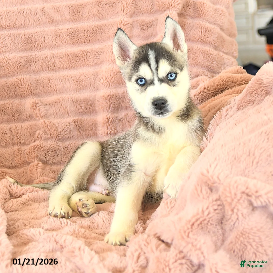 Siberian Husky dogs for sale: Rex - Ad 4