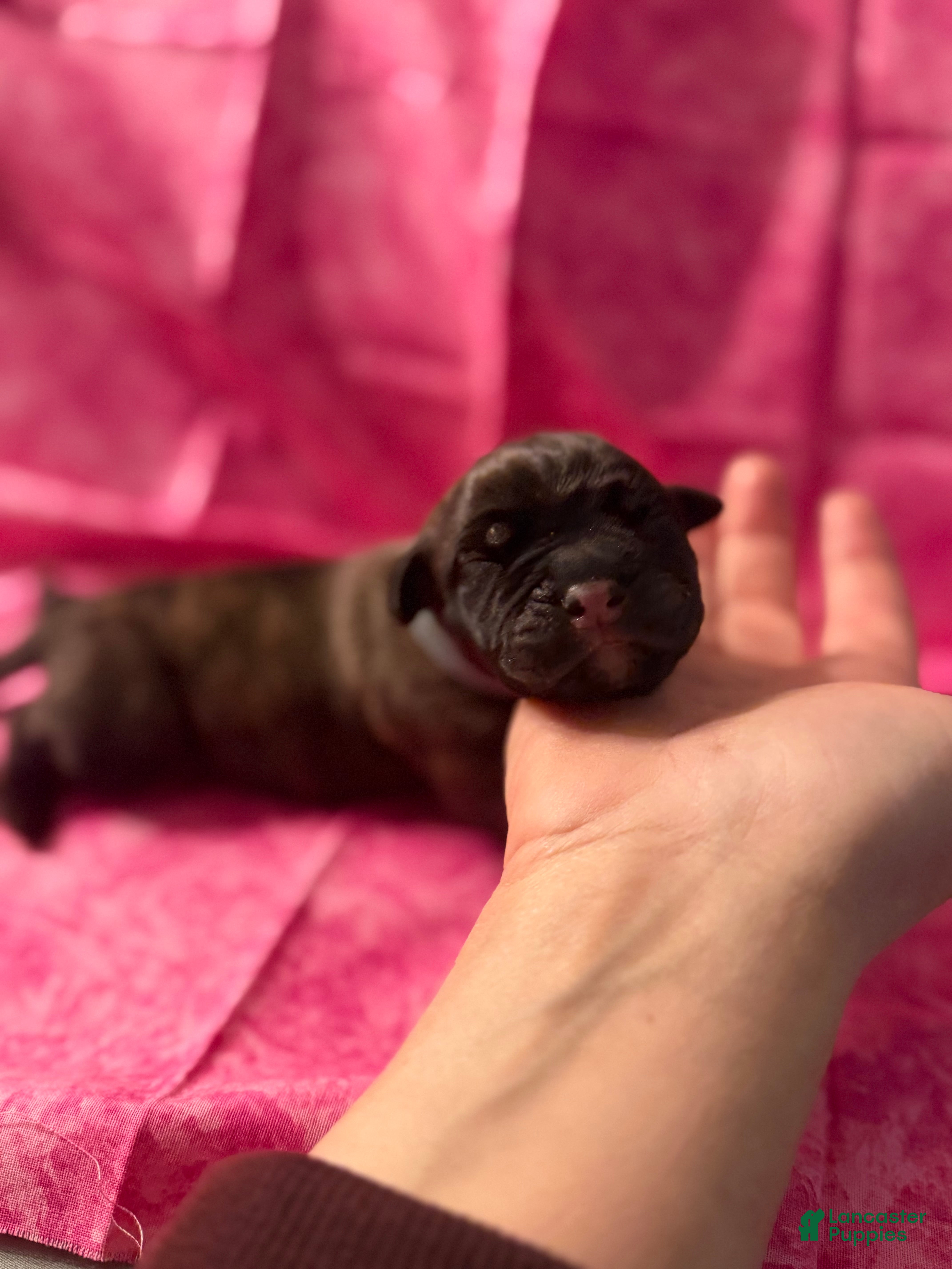 Cane Corso dogs Cane Corso Puppy 8 - Ad 9