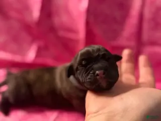 Cane Corso dogs Cane Corso Puppy 8 - Ad 8