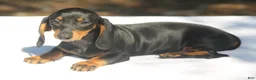 Dachshund dogs for sale: Darlene  - Ad 4