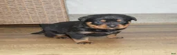Rottweiler dogs for sale: Foxy - Ad 3