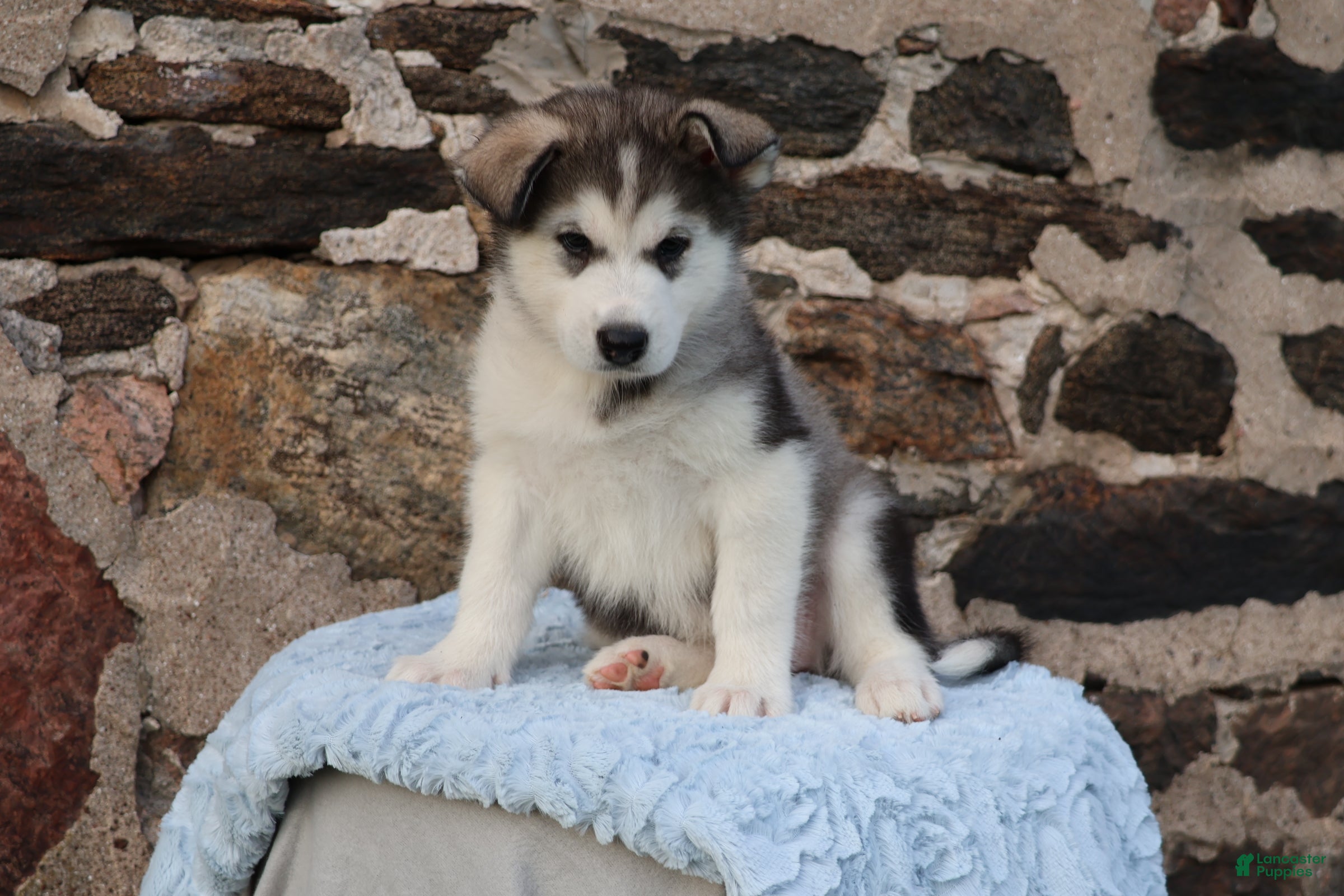Alaskan Malamute dogs Bailey - Ad 1