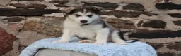 Alaskan Malamute dogs for sale: Bailey - Ad 3