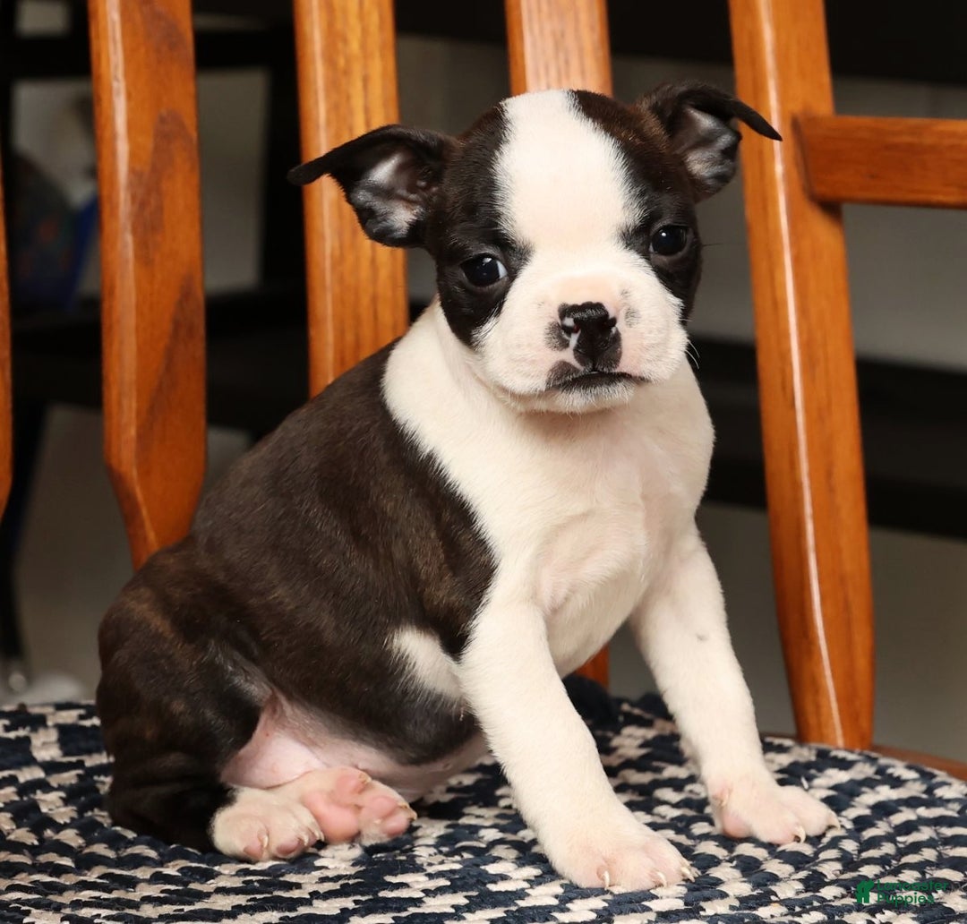 Boston Terrier dogs for sale: Susie - Ad 7