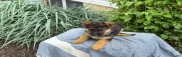 German Shepherd dogs for sale: Greta - Ad 12
