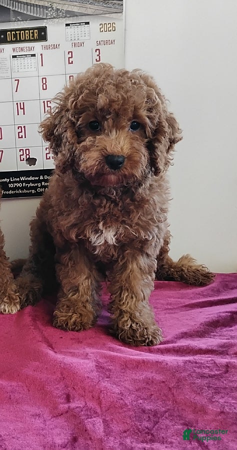 Cavapoo dogs Kola Bear - Ad 1