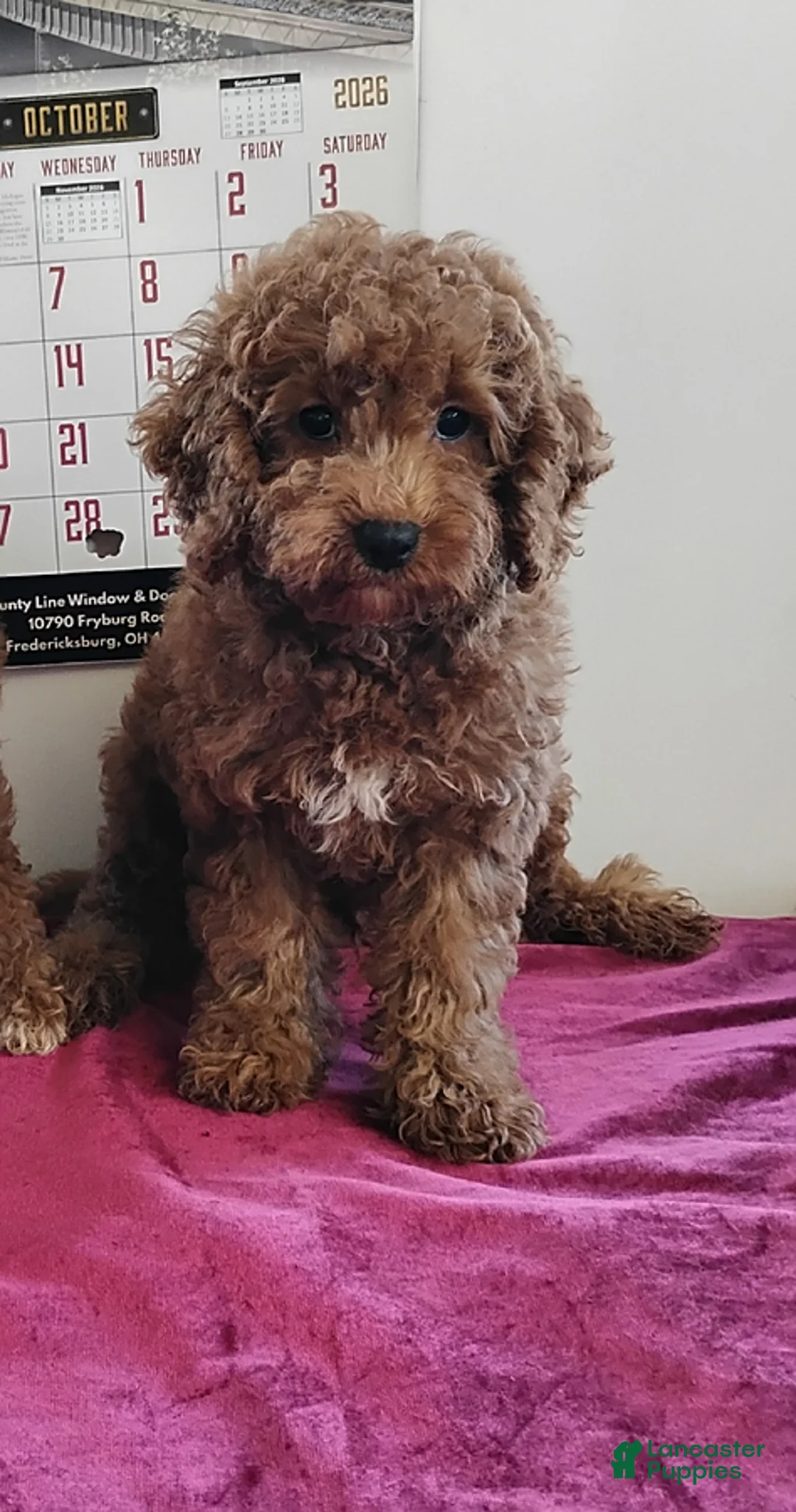 Cavapoo dogs for sale: Kola Bear - Ad 1