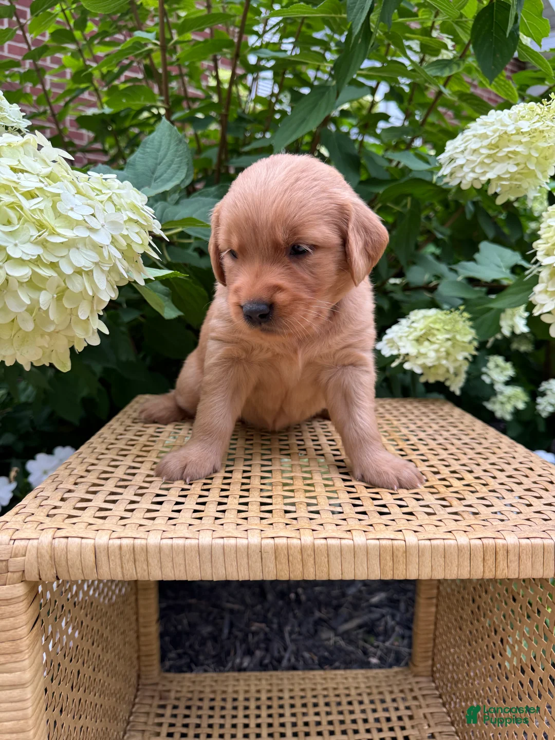 Golden Retriever dogs for sale: Leah - Ad 2
