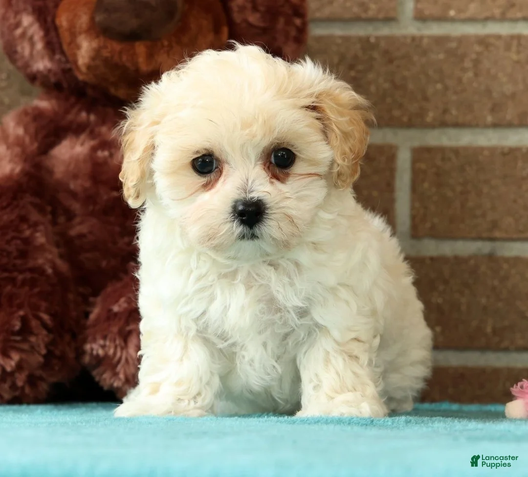 Maltipoo dogs for sale: Ashley - Ad 1