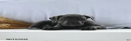 Cane Corso dogs for sale: Athena - Ad 4