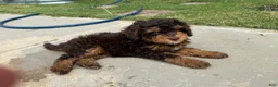 Mixed Breed dogs for sale: Brownie - Ad 2