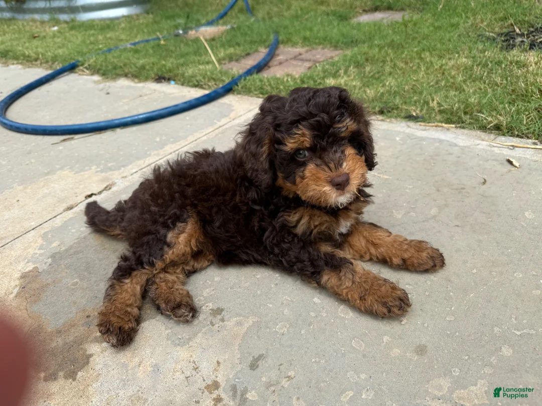 Mixed Breed dogs for sale: Brownie - Ad 2