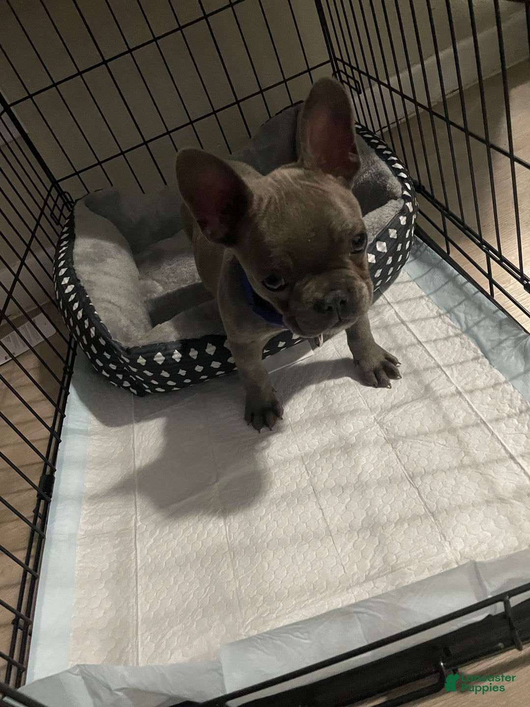 French Bulldog dogs for sale: French Bulldog Puppy 2 - Ad 1