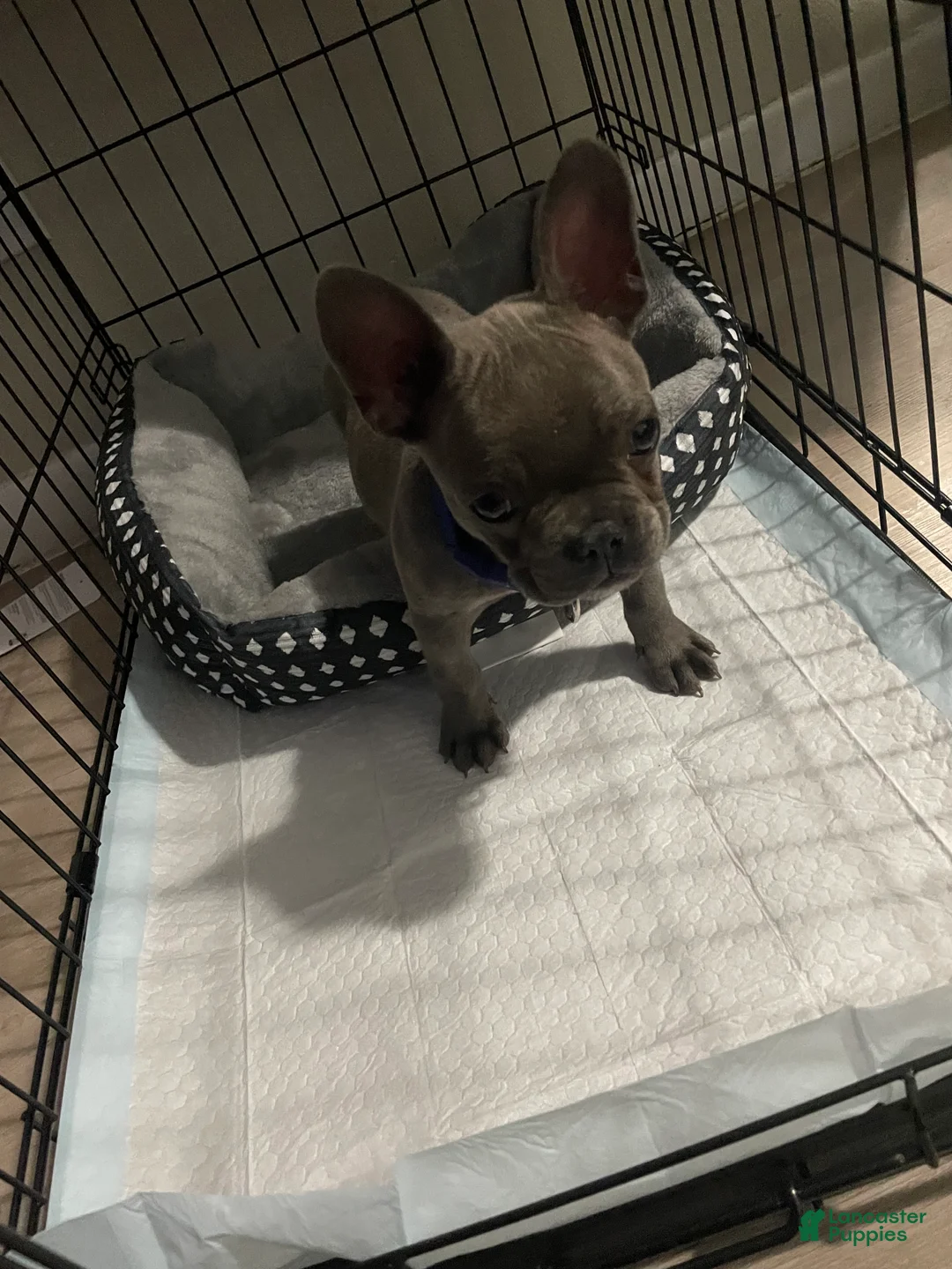 French Bulldog dogs for sale: French Bulldog Puppy 2 - Ad 1