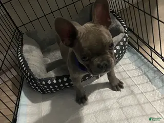 French Bulldog dogs French Bulldog Puppy 2 - Ad 34