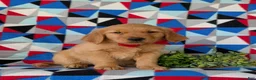 Golden Retriever dogs for sale: Collins - Ad 3
